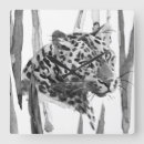 Search for jungle clocks Wild animal