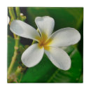 Search for frangipani tiles Plant