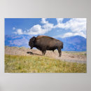Search for buffalo mountain posters Wyoming