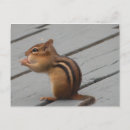 Search for chipmunks postcards Eastern chipmunk