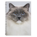 Search for ragdoll cat notebooks Cute