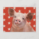 Search for farm pig postcards Animals
