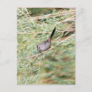 Search for birdwatcher postcards Birder