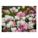 Search for pink tulip posters Photography