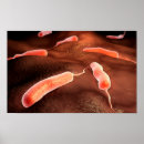 Search for cholera Cell