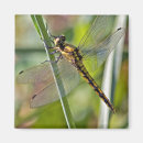 Search for macro magnets Wildlife