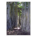 Search for banyan tree Botanical