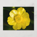 Search for buttercup postcards Nature
