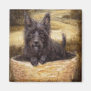 Search for companion magnets Dog