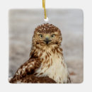 Search for red tail hawk christmas tree decorations Wildlife
