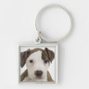 Search for pitbull key rings Studio shot