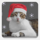 Search for cats wearing hats stickers Animal