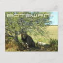 Search for botswana travel postcards Africa