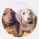Search for dachsund stickers Dog