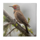 Search for males tiles North america