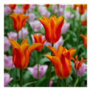 Search for orange tulip posters Nature