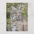 Search for bobcat postcards Wildlife