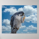 Search for peregrine falcon posters Animal