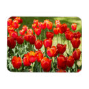 Search for spring birthday magnets Photography