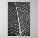 Search for black and white tropical posters Photography