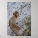 Search for barbary posters Gibraltar