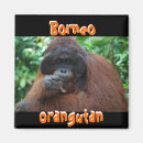 Search for orangutans magnets Borneo