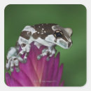 Search for frog stickers Outdoors