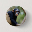 Search for chimps accessories Jungle