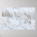 Search for lagopus posters Carnivore