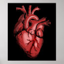 Search for anatomy chart posters Anatomical