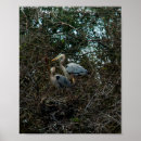 Search for birds nesting posters Nature