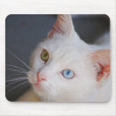 Search for with blue eye electronics Fur