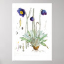 Search for blue poppies posters Floral