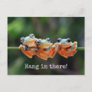 Search for tree frogs postcards Nature