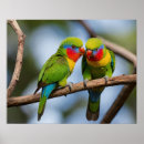 Search for lorikeets posters Colourful