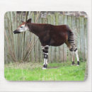 Search for okapi Mammal