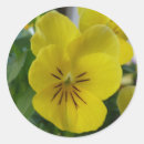 Search for pansy stickers Flower