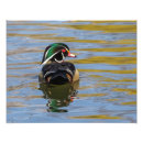 Search for duck feather art Water