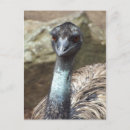 Search for flightless bird postcards Australian