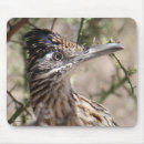 Search for roadrunners electronics Bird