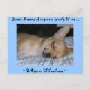 Search for chihuahua puppies postcards Funny
