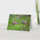 Search for dove sympathy cards Thinking of you