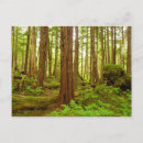 Search for temper postcards Rainforest