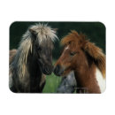 Search for miniature horse magnets Equestrian