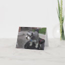 Search for minature Schnauzer
