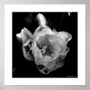 Search for black tulips posters Botanical