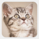 Search for cat hair stickers Pet