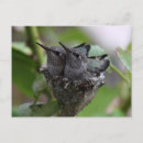 Search for spring leaves postcards Cute