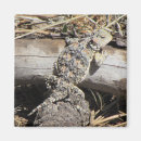 Search for predators magnets Cute