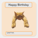 Search for lazy cat stickers Pet